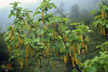 Chile_150_s
