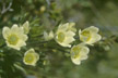 Chile_352_s