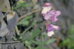 Chile_356_s