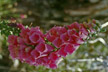PAT_156_s