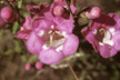 PAT_413-s