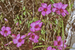 PAT_415-s