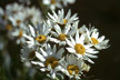 Feu_020_s