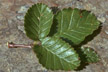 Feu_025_s