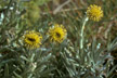 Feu_058_s