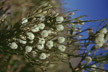 NEU_271_s