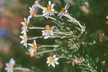 NEU_284_s