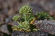 NEU_296_s