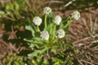 NEU_303_s
