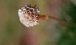 NEU_306_s