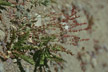 NEU_312_s