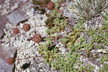 NEU_372_s