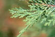 Neu_395_s
