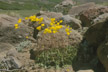 LANIN_111_s