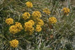 LANIN_113_s