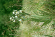 LANIN_151_s