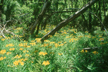 LANIN_207_s