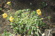 LANIN_226_s