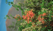 LANIN_241_s