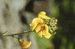 LANIN_249_s