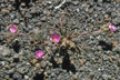 LANIN_254_s