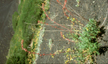 LANIN_258_s