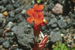 LANIN_262_s