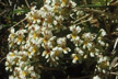 LANIN_295_s