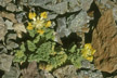 LANIN_298_s