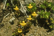 LANIN_304_s