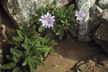 LANIN_322_s