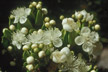 LANIN_343_s