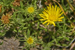 20070123_028-s