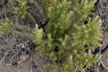 090328_104_w3_s