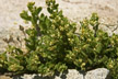 120129_008_s