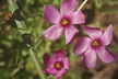 Rios_036s